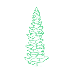 Plants Spruces Sketch Drawing Svg, Free Vectors File